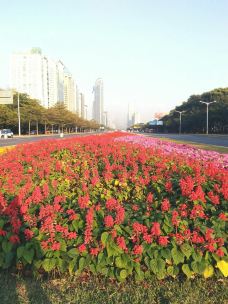 深圳国际园林花卉博览园 都市绿洲的四季画卷