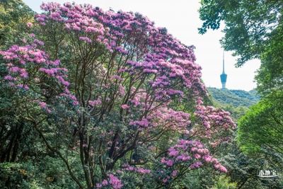 深圳梧桐山 毛棉杜鹃花海，春日里的粉红诗篇