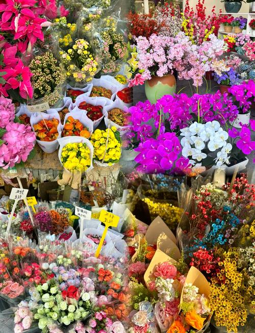 深圳前海公园·荷兰花卉小镇 都市绿洲与欧陆风情的浪漫邂逅