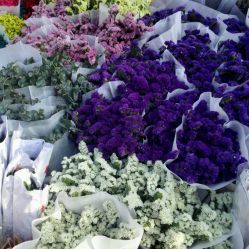 深圳花卉世界购物指南 地址、电话、营业时间与价格一览