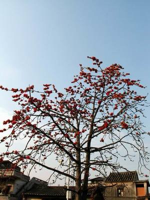 深圳木棉花 城市脉动中的英雄花
