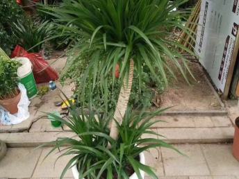 绿意盎然的鹏城 深圳园林绿化、鲜花绿植与花卉产业巡礼