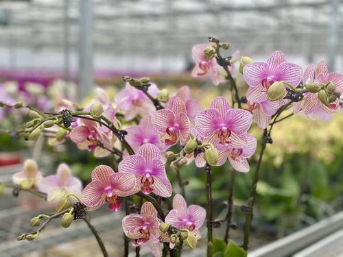 沙漠蝴蝶兰 申城年宵花市新宠，手机下单直送到家