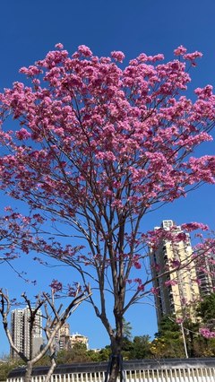 鹏城花语 深圳路边花卉的文化与美学