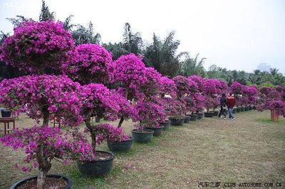 簕杜鹃 深圳的市花与城市精神的象征