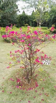 深圳的市花 簕杜鹃与城市花卉之美