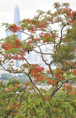 火红凤凰，怒放深圳——鹏城花卉的诗意栖居