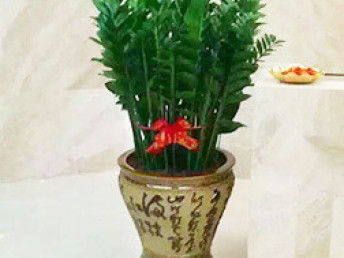 绿意罗湖 蔡屋围的鲜花绿植批发与办公美学实践