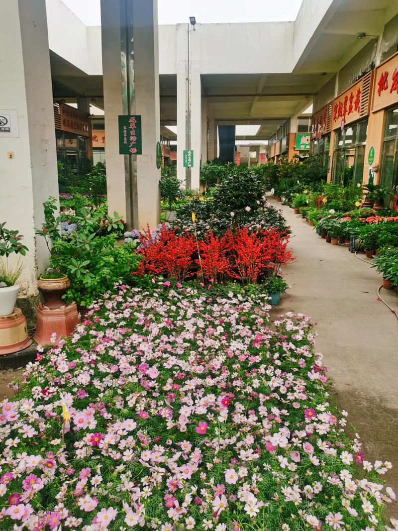 深圳百合花小镇花艳果香万花齐放如此娇!?深圳百合花小镇花艳