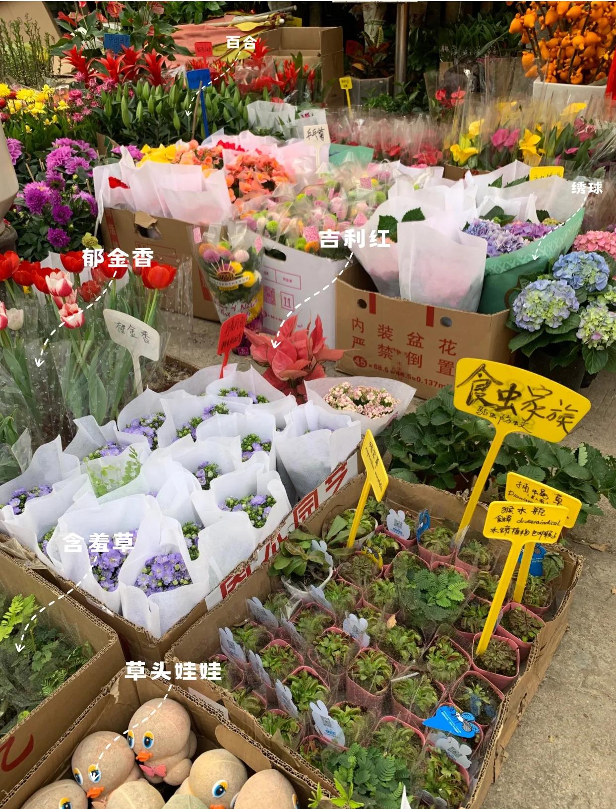 花海寻香 深圳八卦岭花卉市场探秘