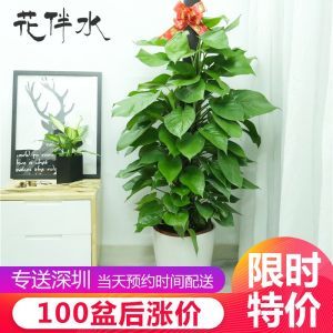 深圳绿萝柱 让家居与办公室焕发自然生机